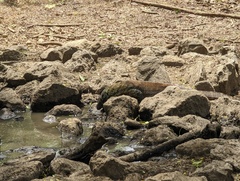 Varanus komodoensis