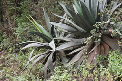 Agave atrovirens atrovirens