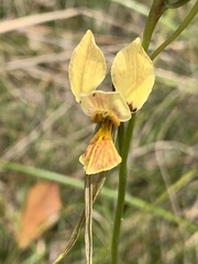 Diuris × nebulosa