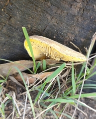 Crepidotus nephrodes