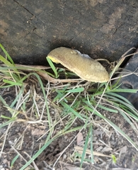 Crepidotus nephrodes