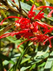 Grevillea dimorpha