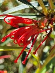 Grevillea dimorpha