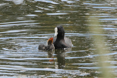 Fulica atra australis
