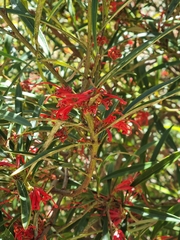 Grevillea dimorpha