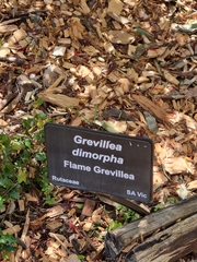 Grevillea dimorpha