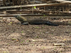 Varanus komodoensis