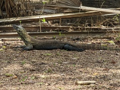 Varanus komodoensis