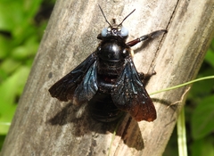 Biluna