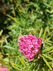 Grevillea confertifolia