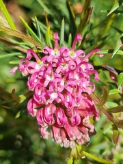 Grevillea confertifolia