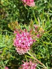Grevillea confertifolia