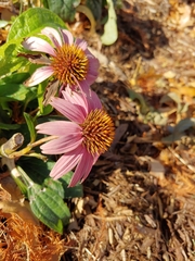 Echinacea purpurea