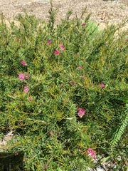 Grevillea confertifolia