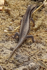 Trachylepis spilogaster