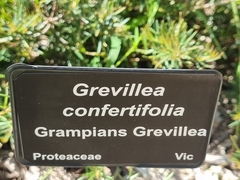 Grevillea confertifolia