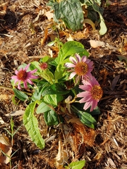 Echinacea purpurea