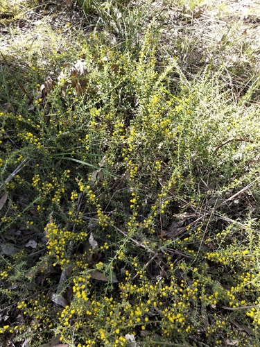 Image of Acacia amblygona by no rights reserved