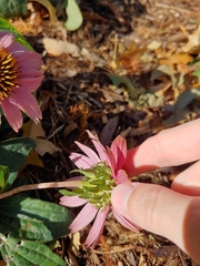 Echinacea purpurea