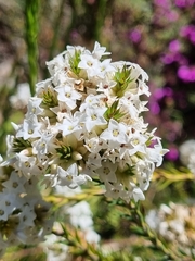 Epacris lanuginosa