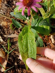 Echinacea purpurea