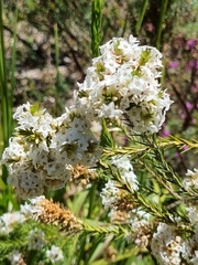 Epacris lanuginosa
