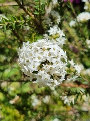 Epacris lanuginosa