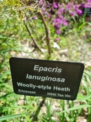 Epacris lanuginosa
