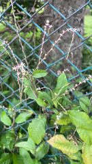 Petiveria alliacea