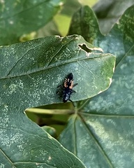 Harmonia axyridis