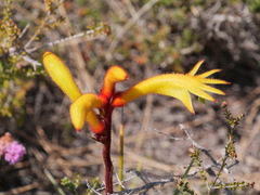 Anigozanthos preissii