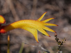 Anigozanthos preissii