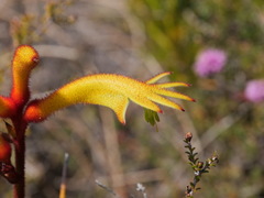 Anigozanthos preissii