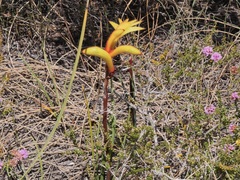 Anigozanthos preissii