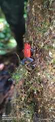 Oophaga pumilio