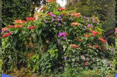 Euphorbia pulcherrima