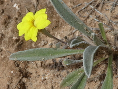 Goodenia willisiana