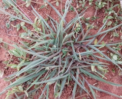 Eleusine indica