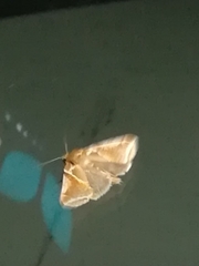 Habrosyne pyritoides