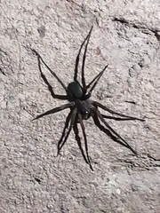 Kukulcania hibernalis