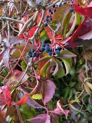 Parthenocissus quinquefolia