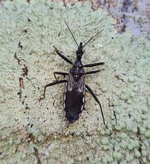 Piestolestes obscurus