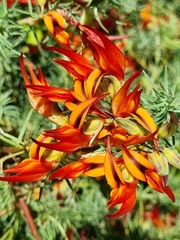 Lotus berthelotii