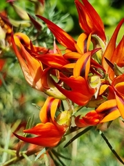 Lotus berthelotii