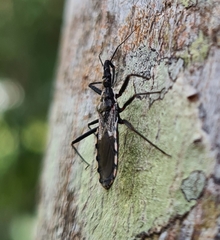 Piestolestes obscurus