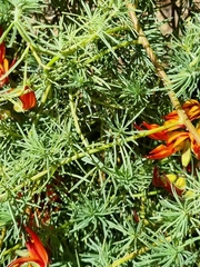 Lotus berthelotii