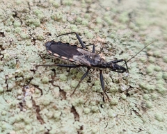 Piestolestes obscurus