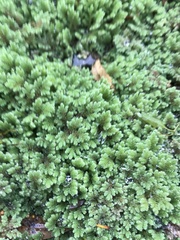 Azolla rubra