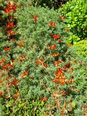 Lotus berthelotii