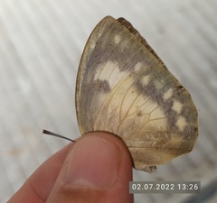 Papilionoidea